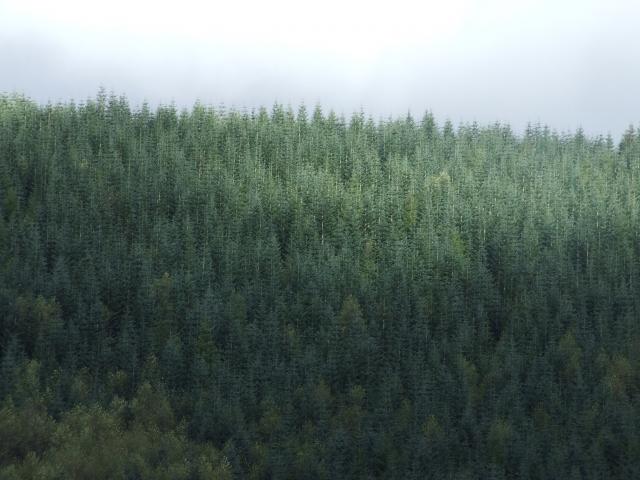Cloned trees