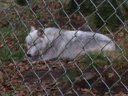 Wolf Haven