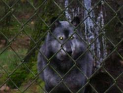Wolf Haven