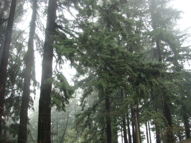 fog in the fir