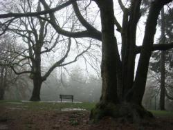 looks like a postcard 'bout death, but really it's a beautiful park   (big leaf love)