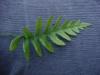 licorice fern from the Polpodium family