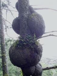 Gnarly Burls