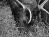 Elk!--Olympic Peninsula fieldtrip