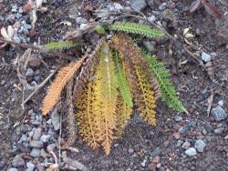 unknown fern