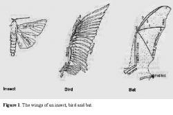 wings: Drawing I found