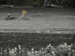 a guy and some pelicans--Olympic Peninsula fieldtrip