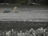 a guy and some pelicans--Olympic Peninsula fieldtrip