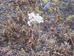 unknown flowers