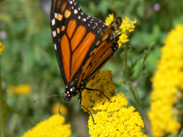 Butterfly Garden--Woodland Park Zoo