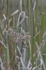 Water hemlock