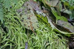 Liverwort