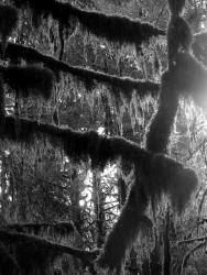 moss covered branches--Olympic Peninsula fieldtrip