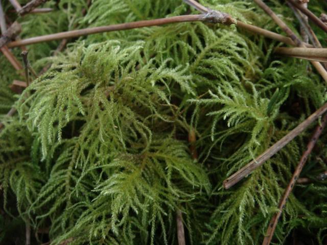 oregon beaked moss (Kindbergia oregana)