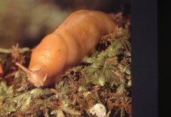 Slug in Canopy