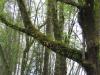 licorice fern on maple tree