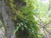 ferns on maple tree