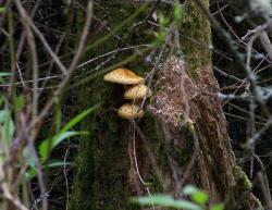 Pholiota Mushrooms