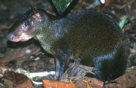 Panamanian agouti