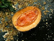 Ventral side of chiton