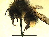 Bombus occidentalis - Wikipedia