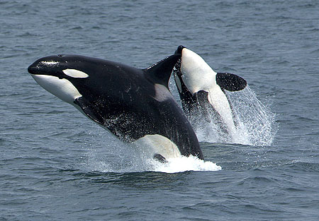 File:Killerwhales jumping.jpg