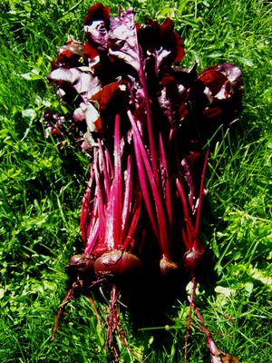 File:Beets.jpg‎