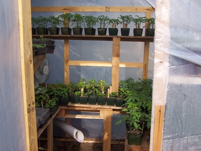File:Inside_a_small_green_house.jpg‎
