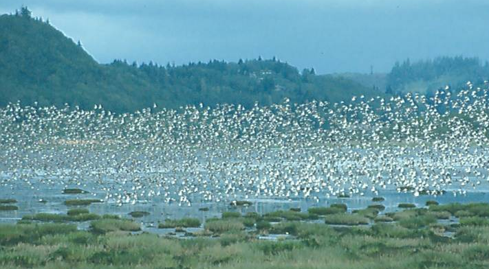 Shorebirds over Grays Harbor