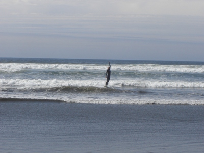 File:Westport surf pic 2.JPG