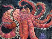 The world’s largest octopus, reaches an average size of 60 killogames.