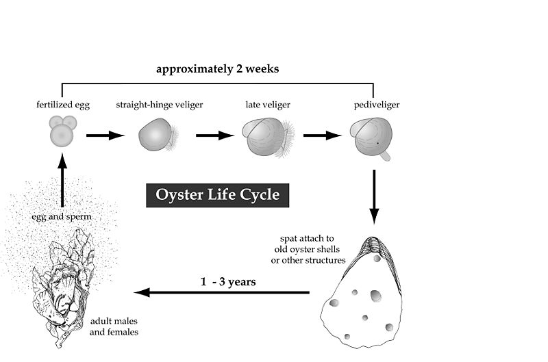 File:Oysterlifecycle.jpg