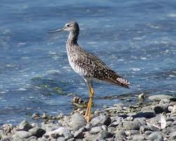 File:Greater_yellow_leg_sandpiper.jpg‎