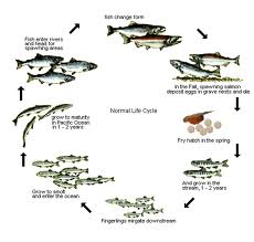 ARCHIVE - Oncorhynchus kisutch - marinelife1011