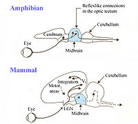 Introduction to Ophthalmology of Amphibia