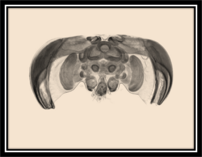 Honeybee brain x-ray micro computed tomography.