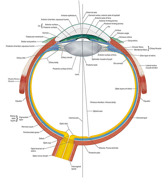 ARCHIVE - File:Anatomy of the eye.jpg - Comparative Physiology of Vision