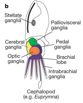 File:Cephalopod Ganglia.jpg