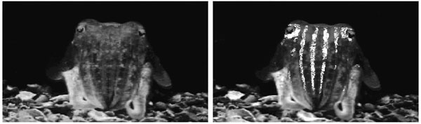 File:Cuttlefish Polarized Display.jpg