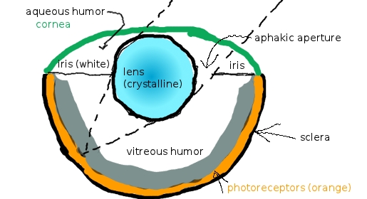 ARCHIVE - Fish - Comparative Physiology of Vision