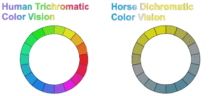 image: Horse4.png