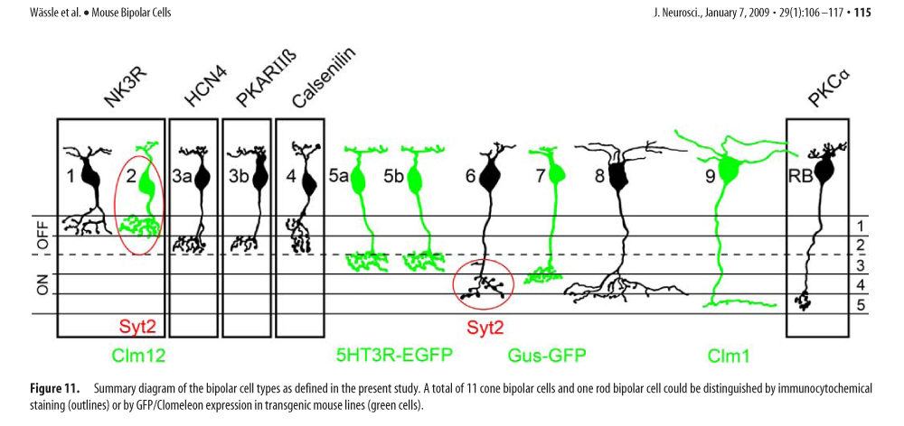 Image:Mouse-bipolar-cells.jpg