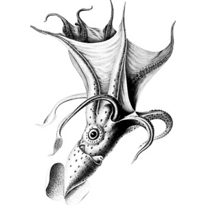File:Octopus.jpg