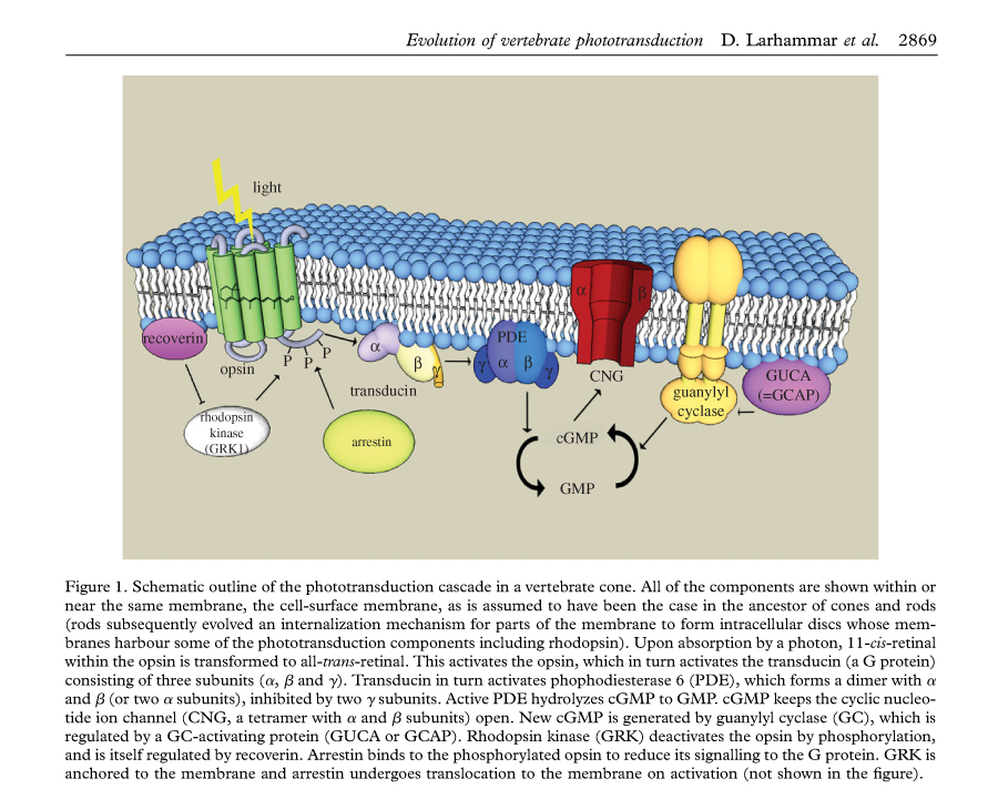 Image:Phototransduction-cascade.jpg