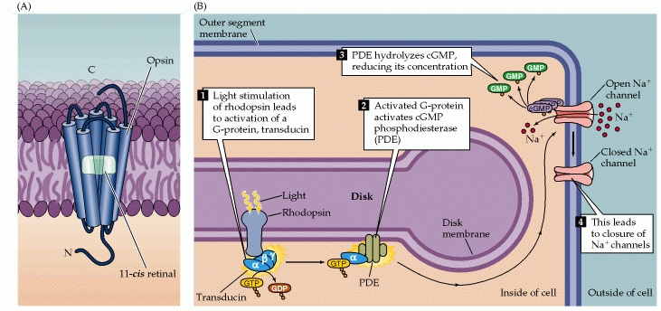 Details of phototransduction in rod photoreceptors. (A) The molecular structure of rhodopsin, the pigment in rods. (B) The second messenger cascade of phototransduction. Light stimulation of rhodopsin in the receptor disks leads to the activation of a G-protein (transducin), which in turn activates a phosphodiesterase (PDE). The phosphodiesterase hydrolyzes cGMP, reducing its concentration in the outer segment and leading to the closure of sodium channels in the outer segment membrane