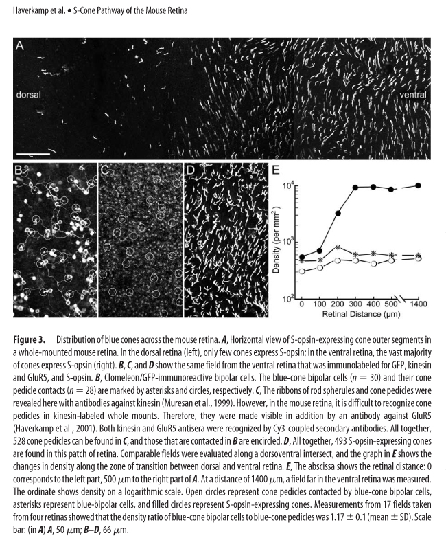 Image:S-cone-pathway-mouse-retina.jpg