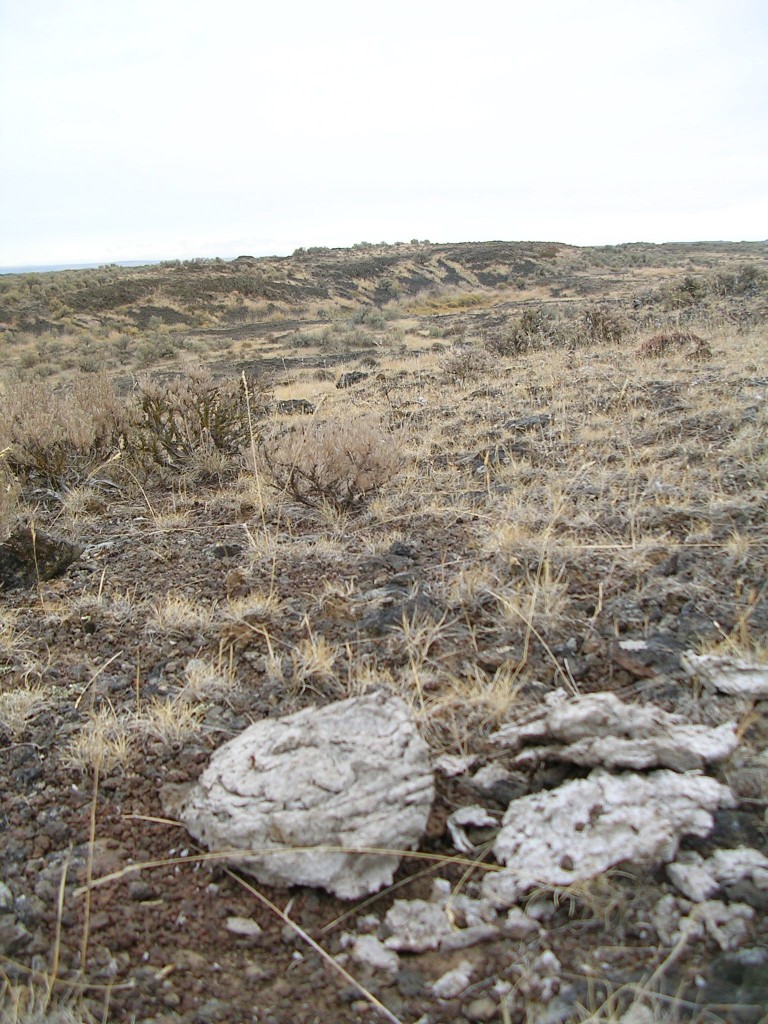 Cattle scat