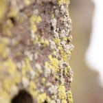 Cliff hanging lichen