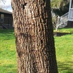 Tree with woodpecker holes and strangely pixellated bark.