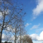 Crows flocking to leafless trees.